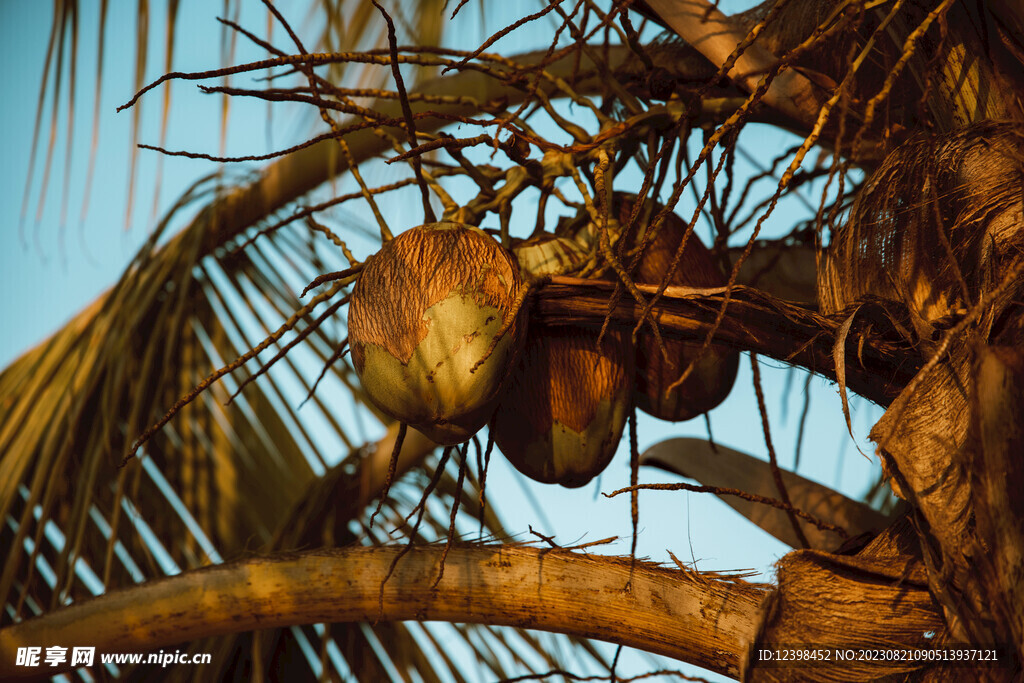 树上椰子