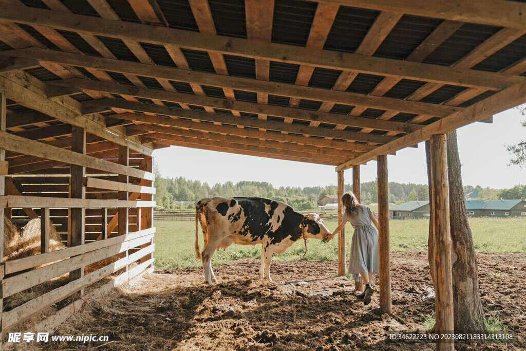 奶牛养殖