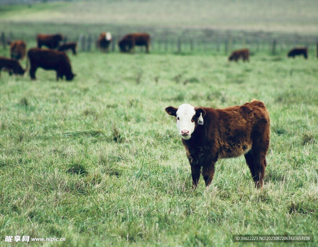 牛群牧场