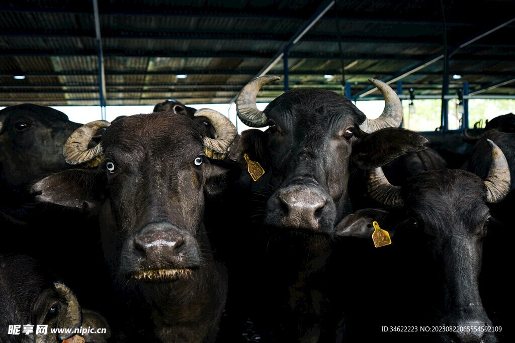 养殖场水牛
