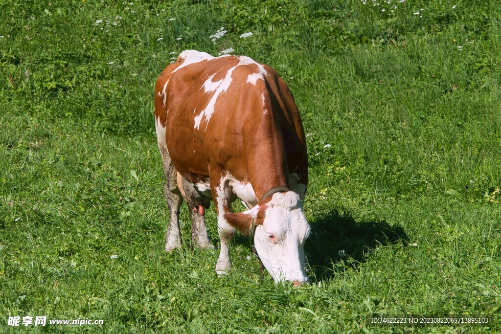 草丛奶牛