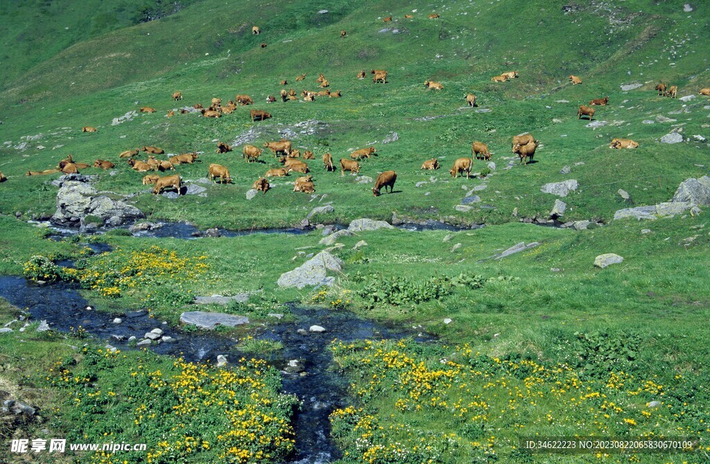 山坡放牧