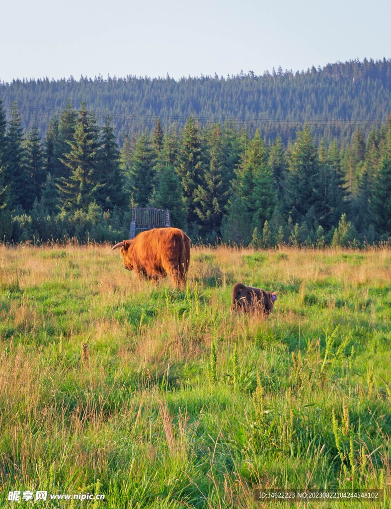 牧场黄牛