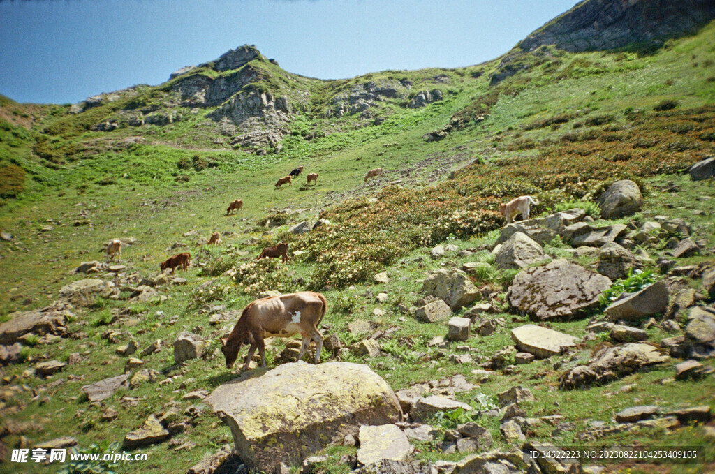山坡放牛