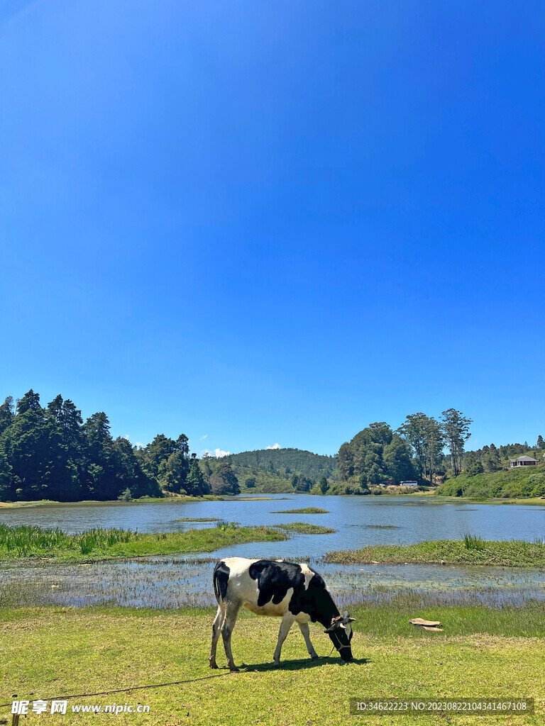 湖边奶牛