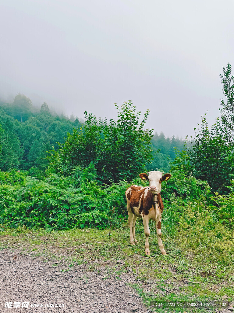 山顶小牛