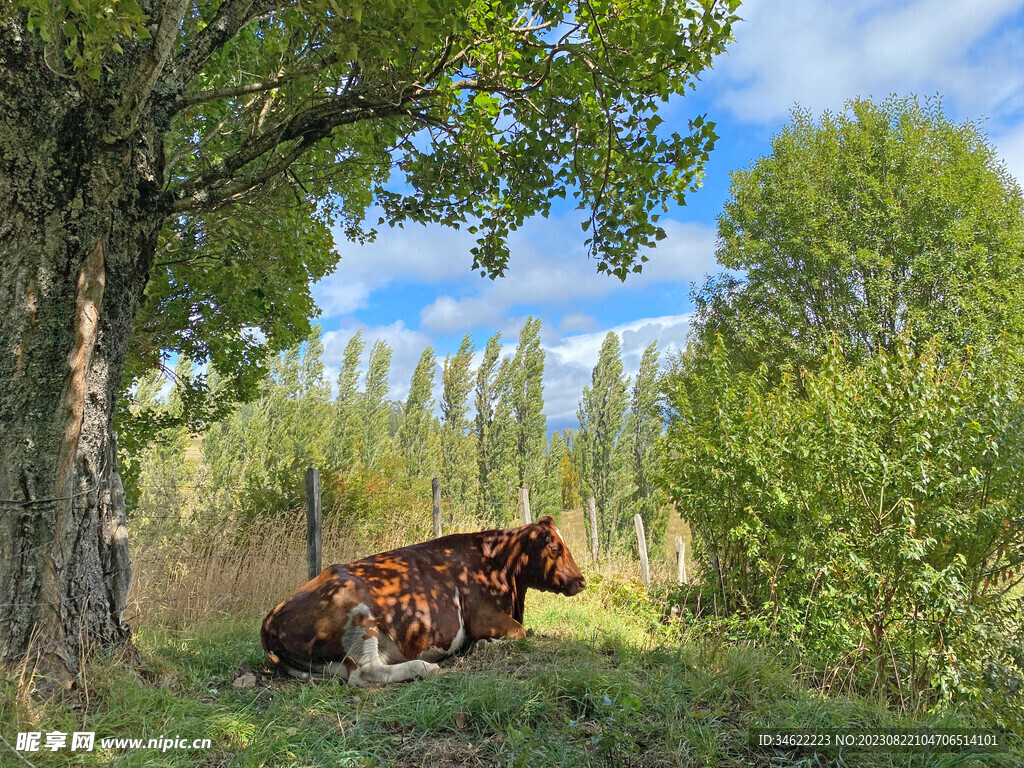 树荫黄牛