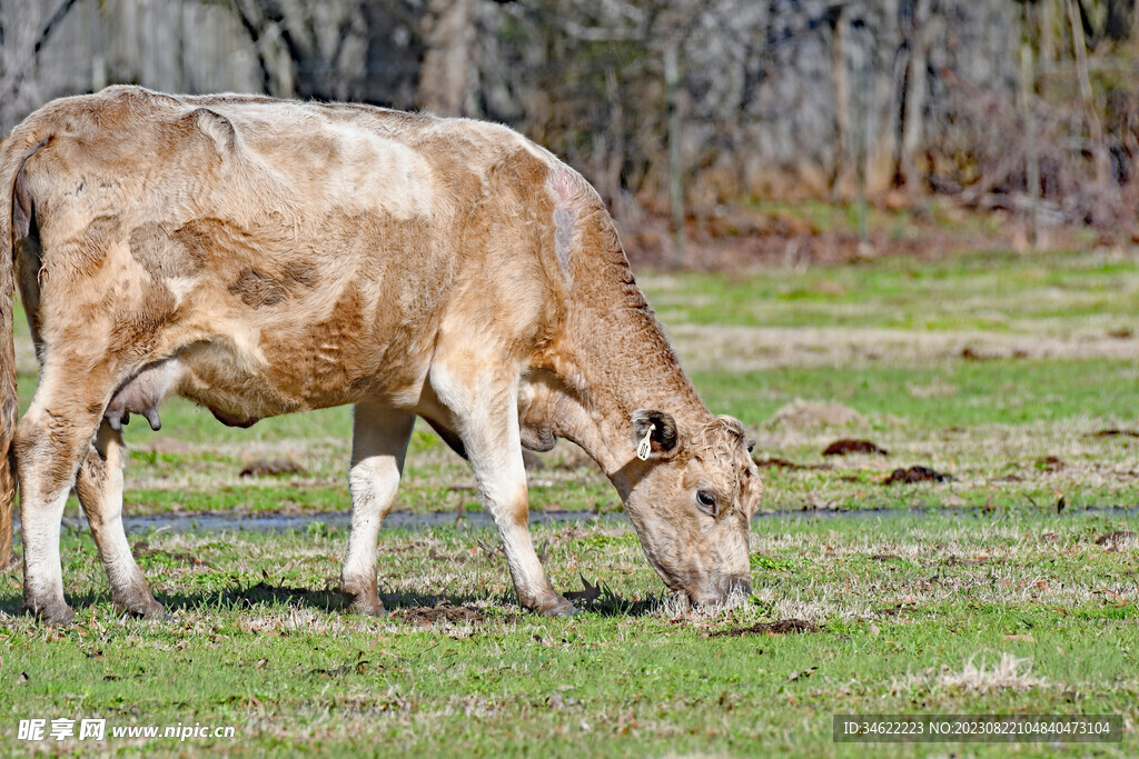 吃草奶牛