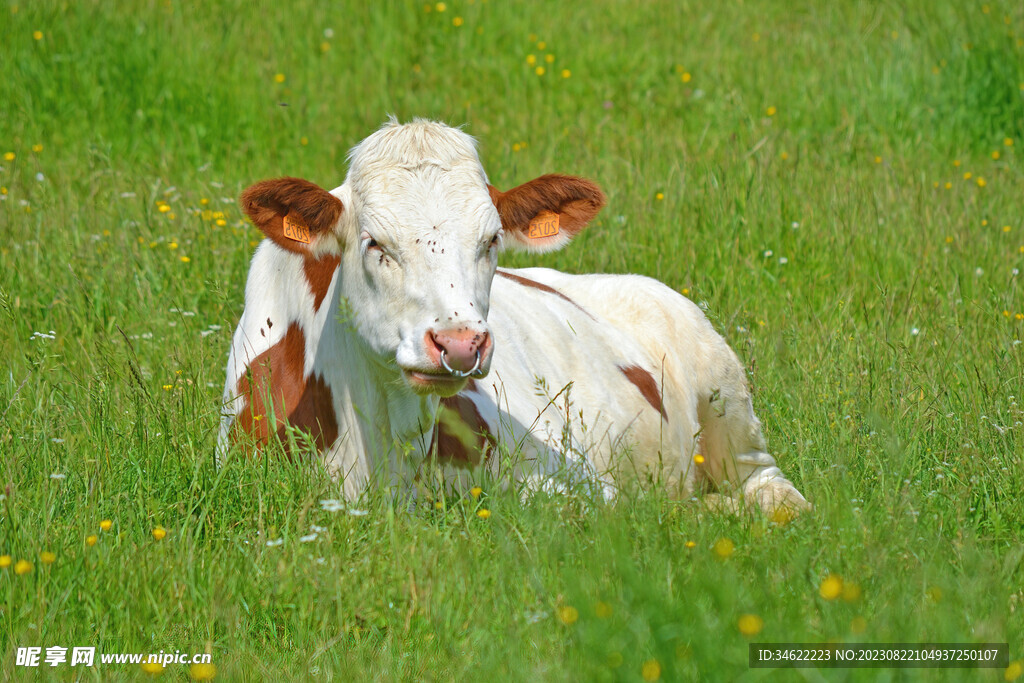草丛奶牛