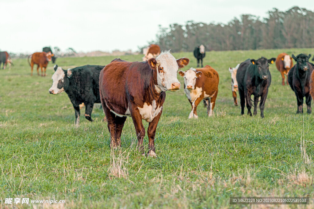 养殖牛群