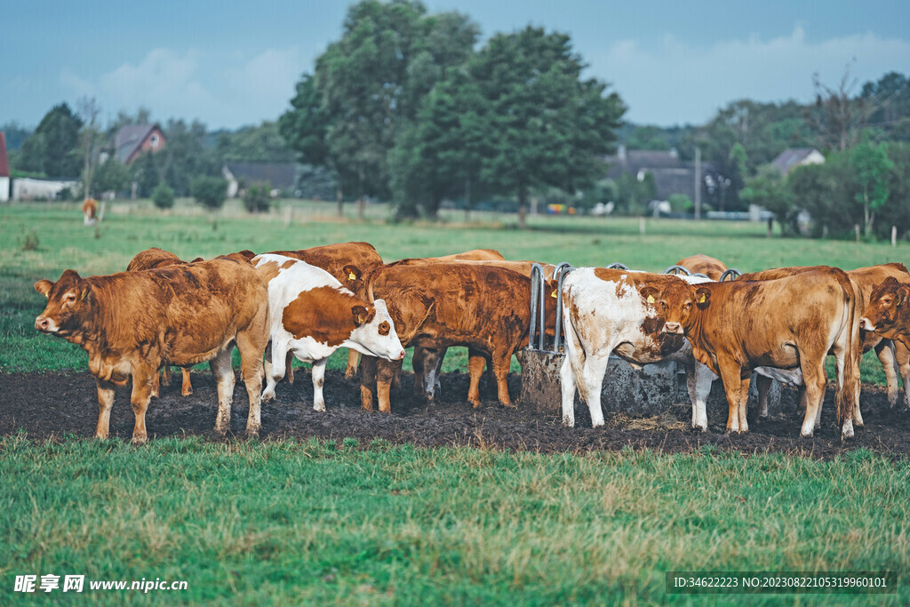 养殖场牛群