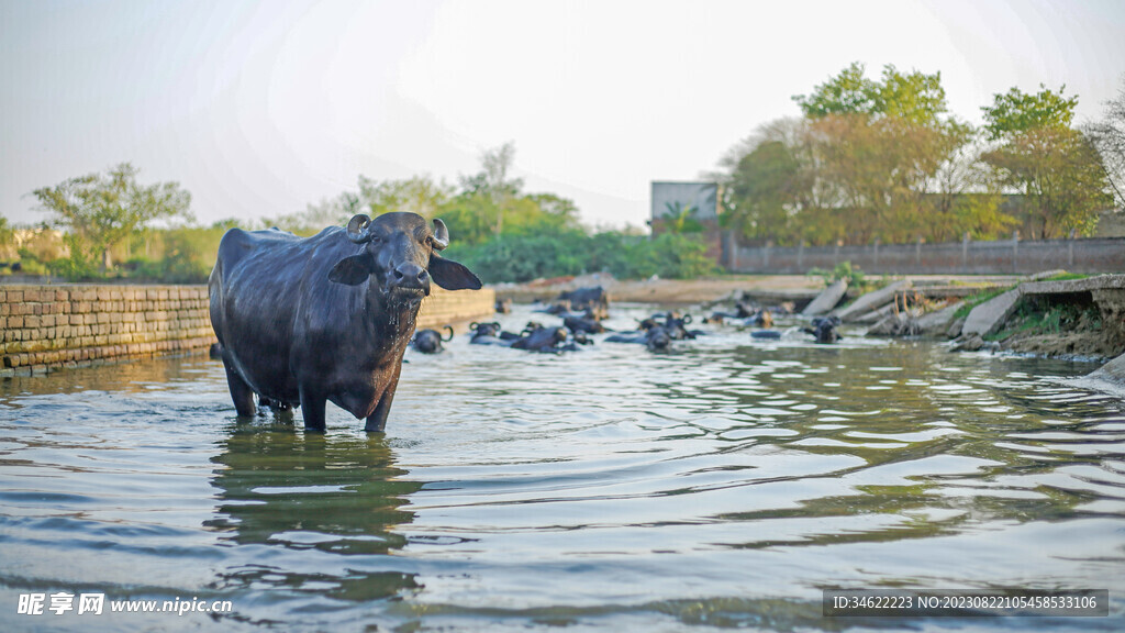 水牛