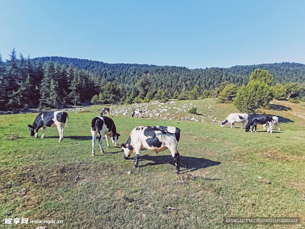 牧场奶牛