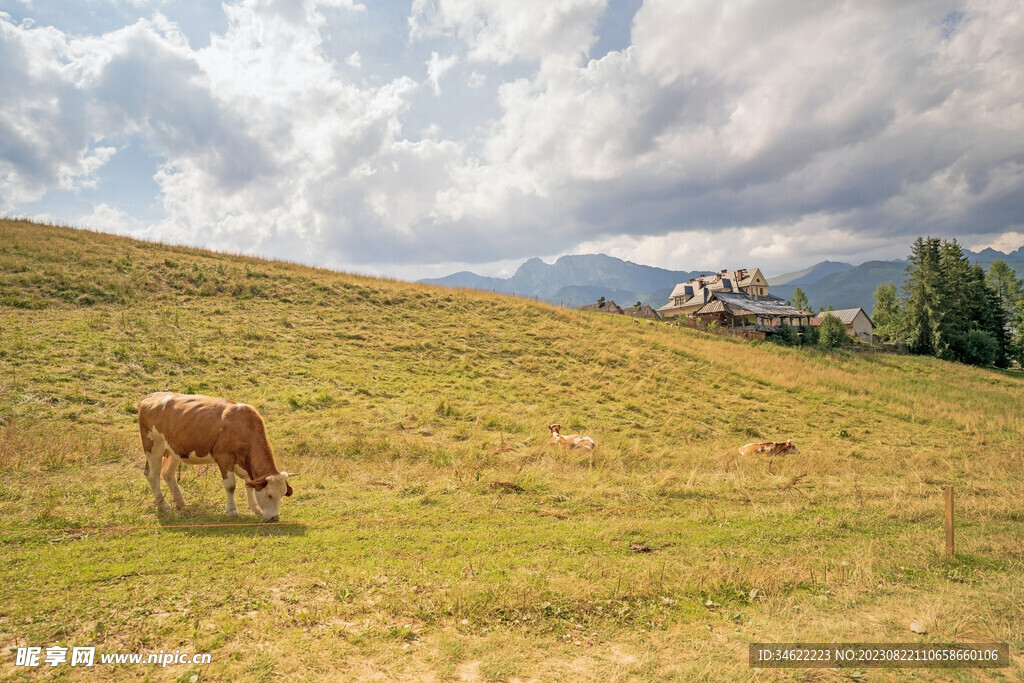 山坡放牛
