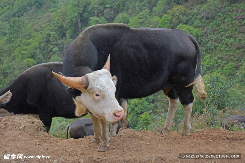 山顶水牛