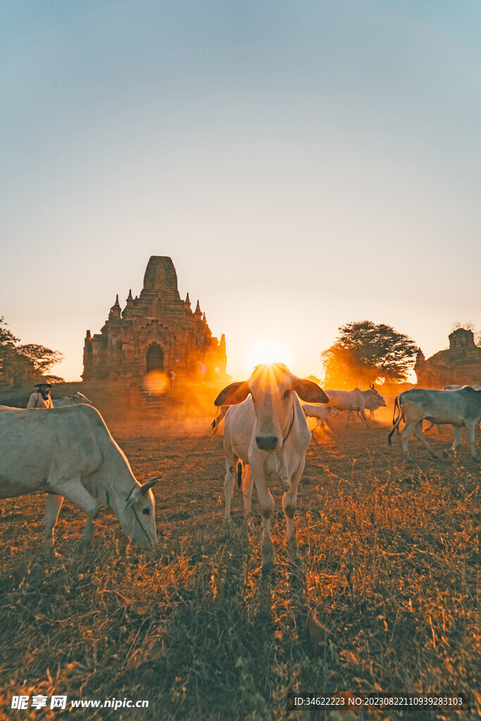夕阳下的牛群