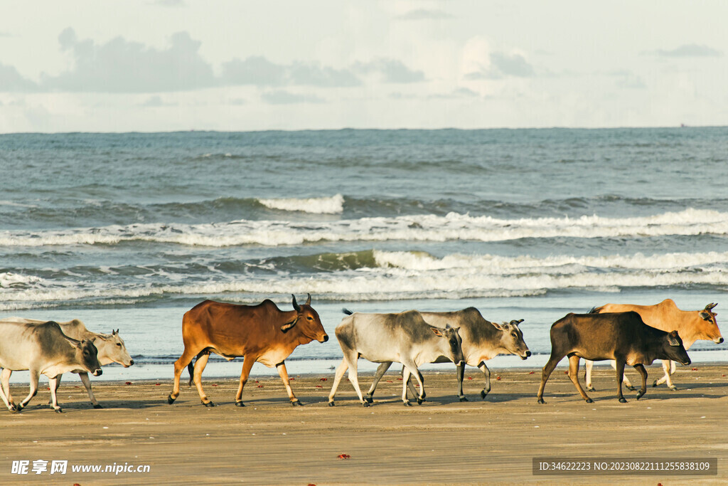海边牛群