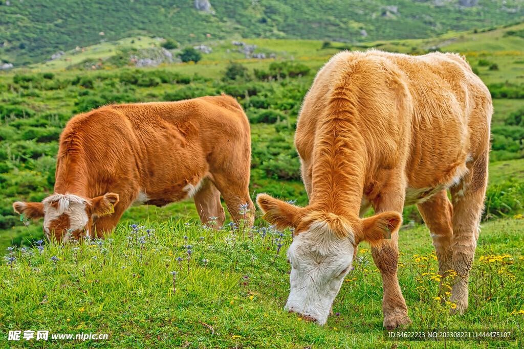 吃草黄牛