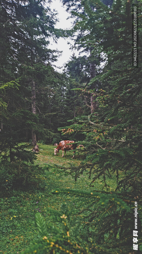 林间牛