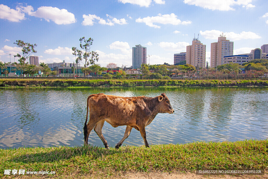 湖边散步牛