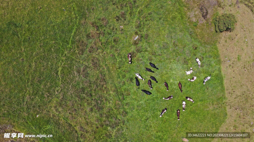 俯视草原牛群
