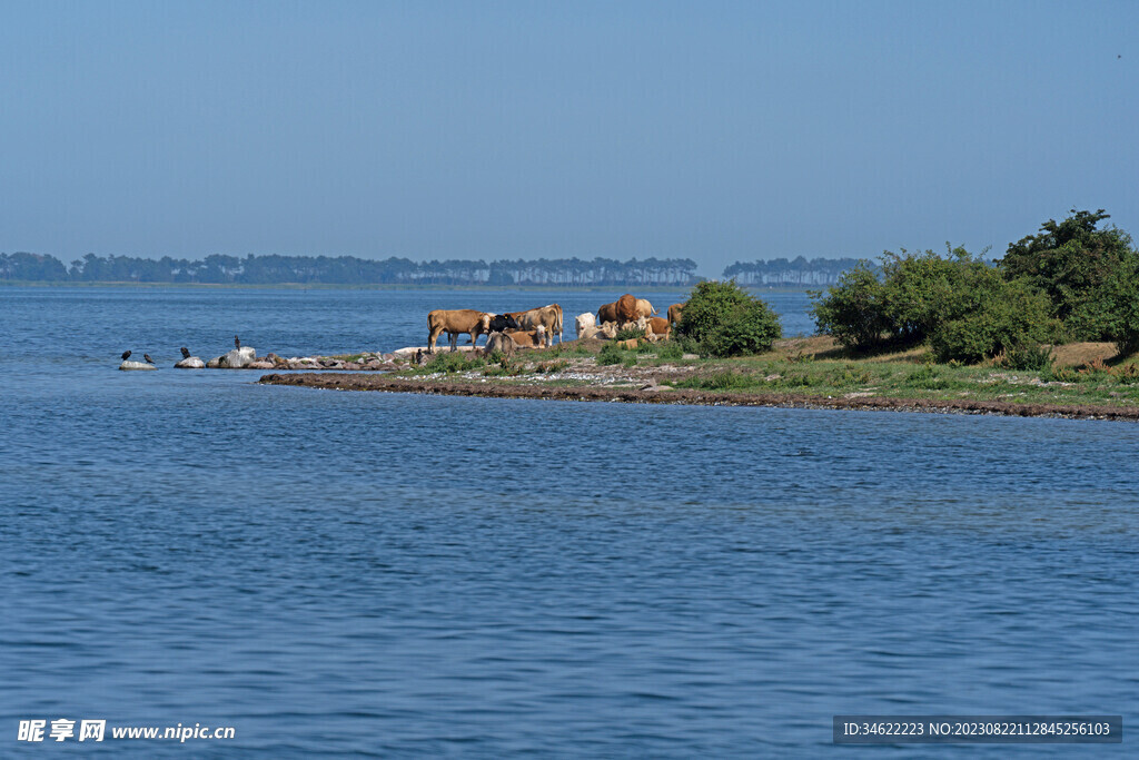海边牛群