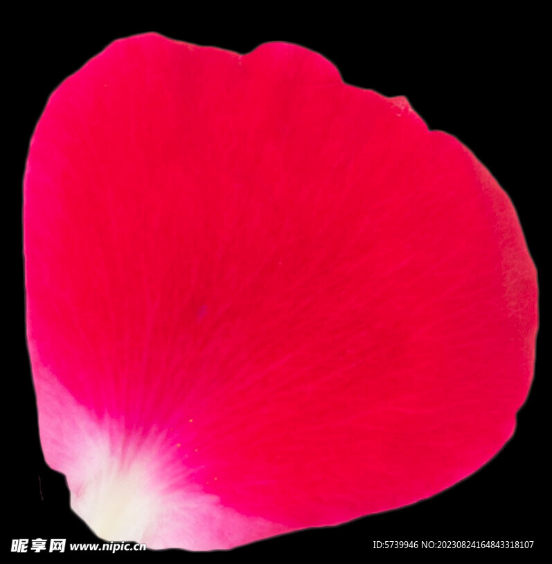 红色玫瑰花瓣图片