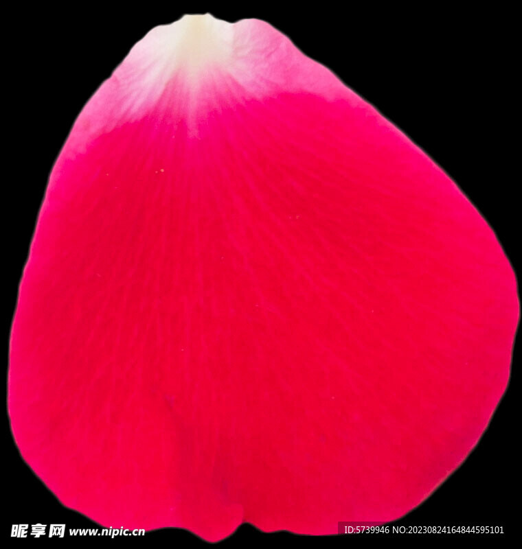 红色玫瑰花瓣图片