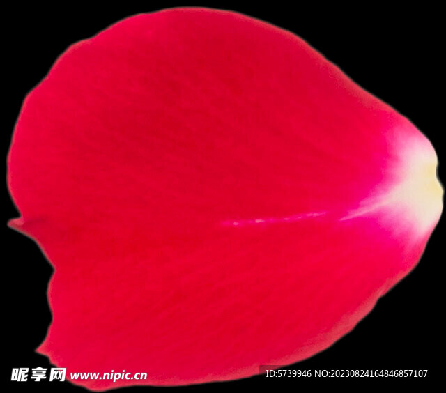 红色玫瑰花瓣图片