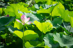 夏日荷花