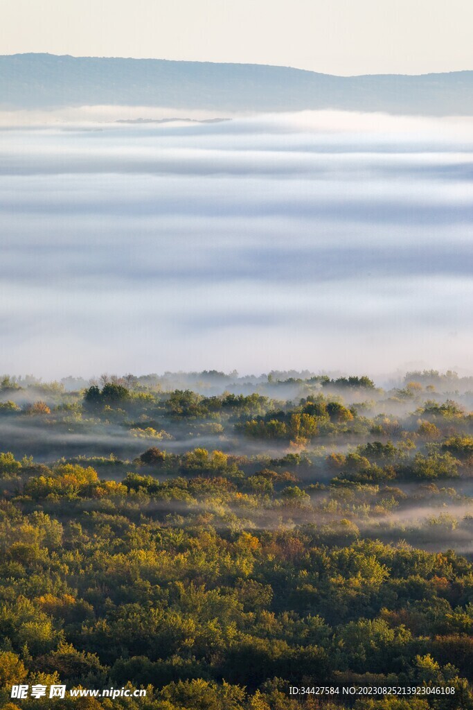树丛和云海