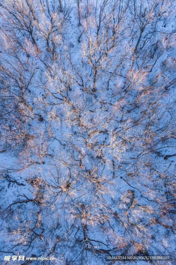 航拍雪景中的树林