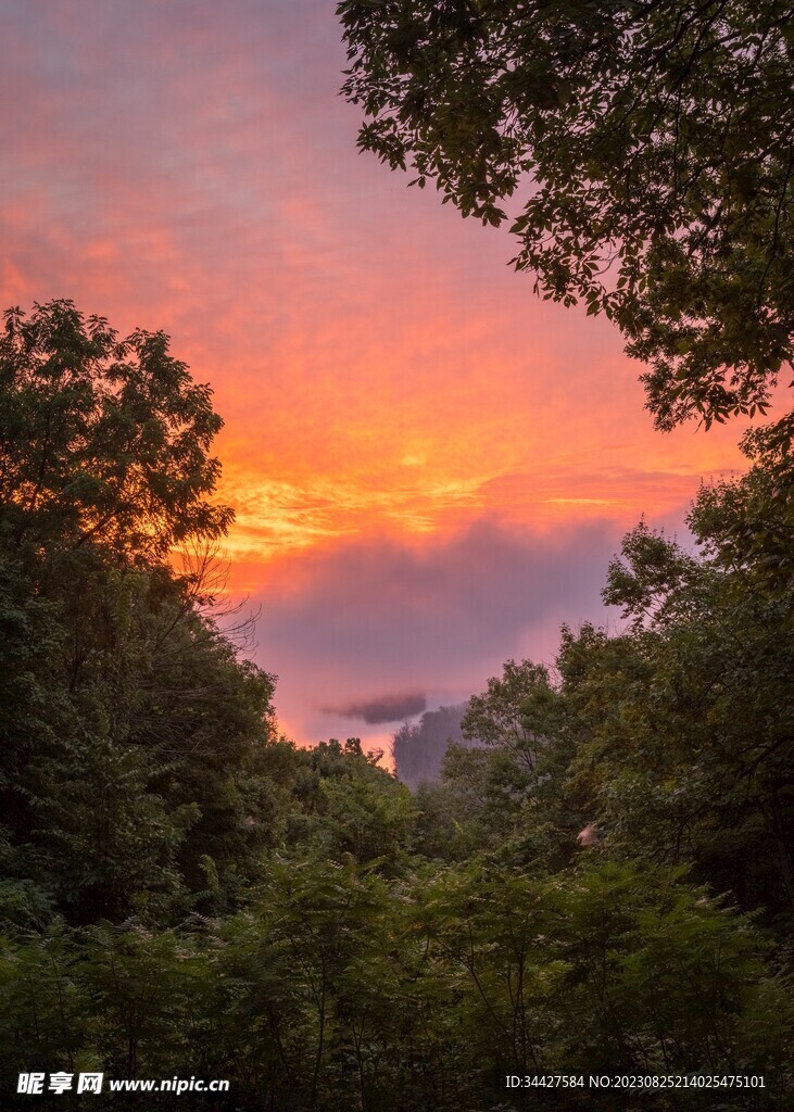 树丛外的火烧云