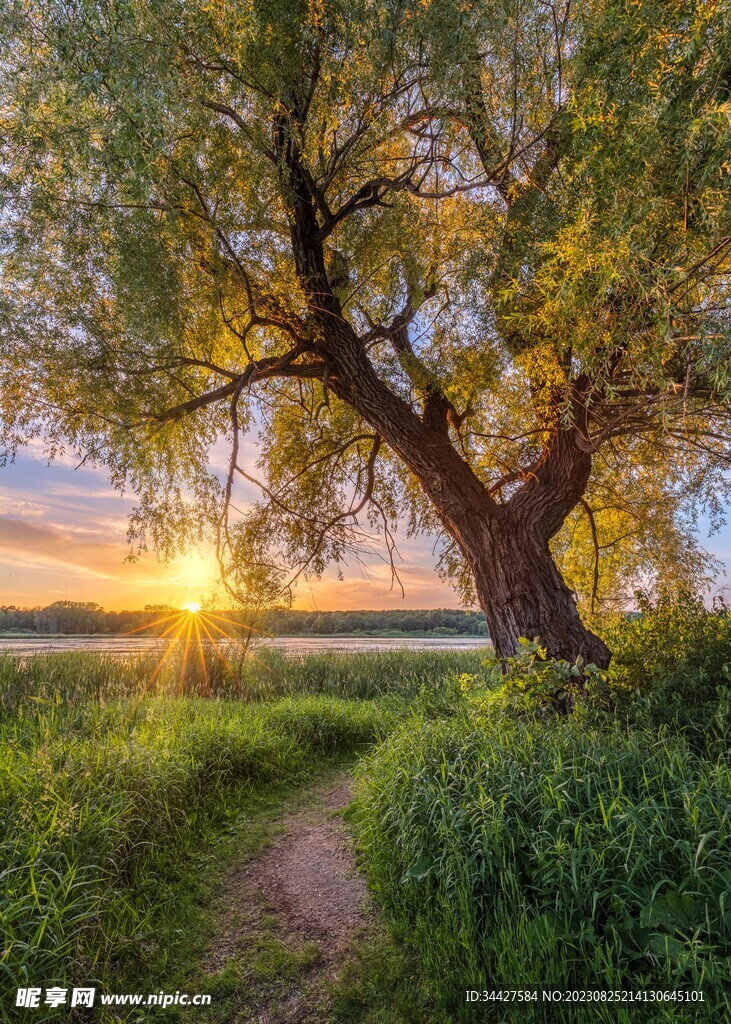 太阳和树木素材
