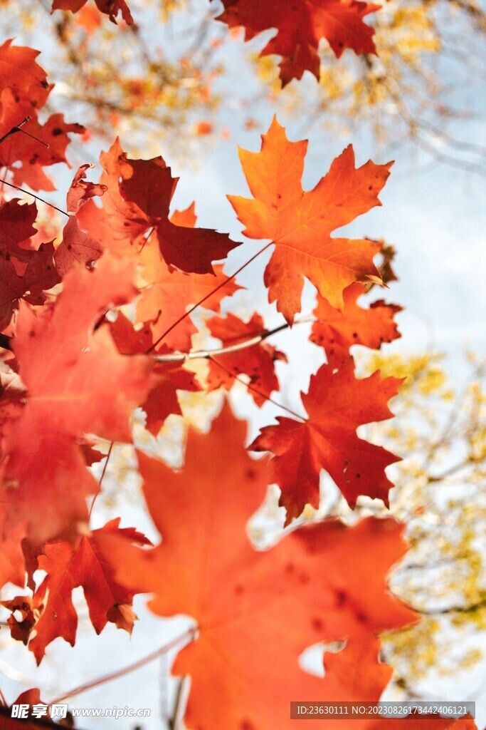 红枫叶