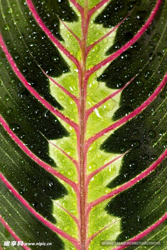 水珠和树叶纹理素材