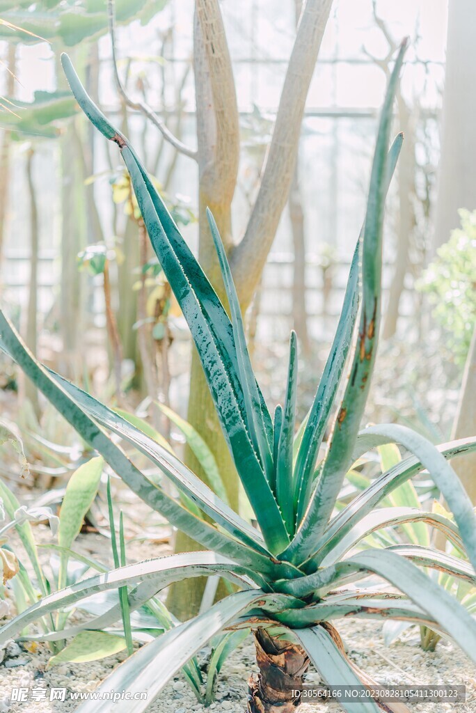 芦荟绿植
