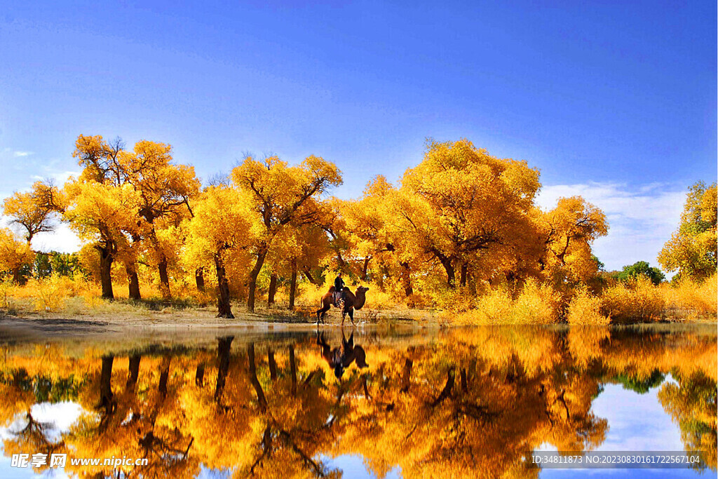 金黄色树林