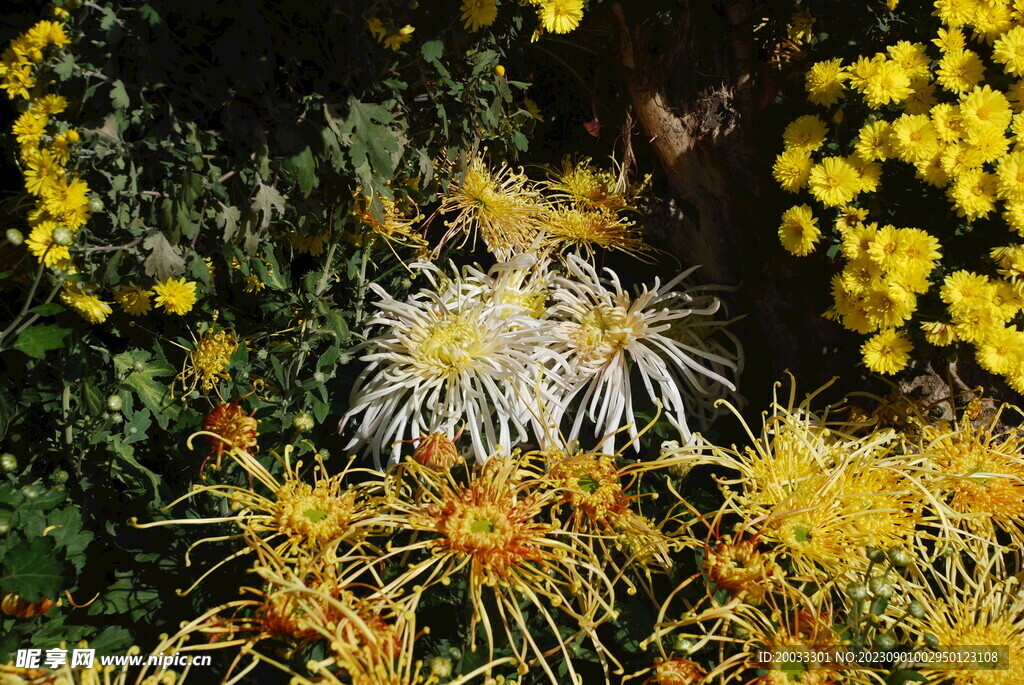大立菊 悬崖菊 盆景菊 树菊 