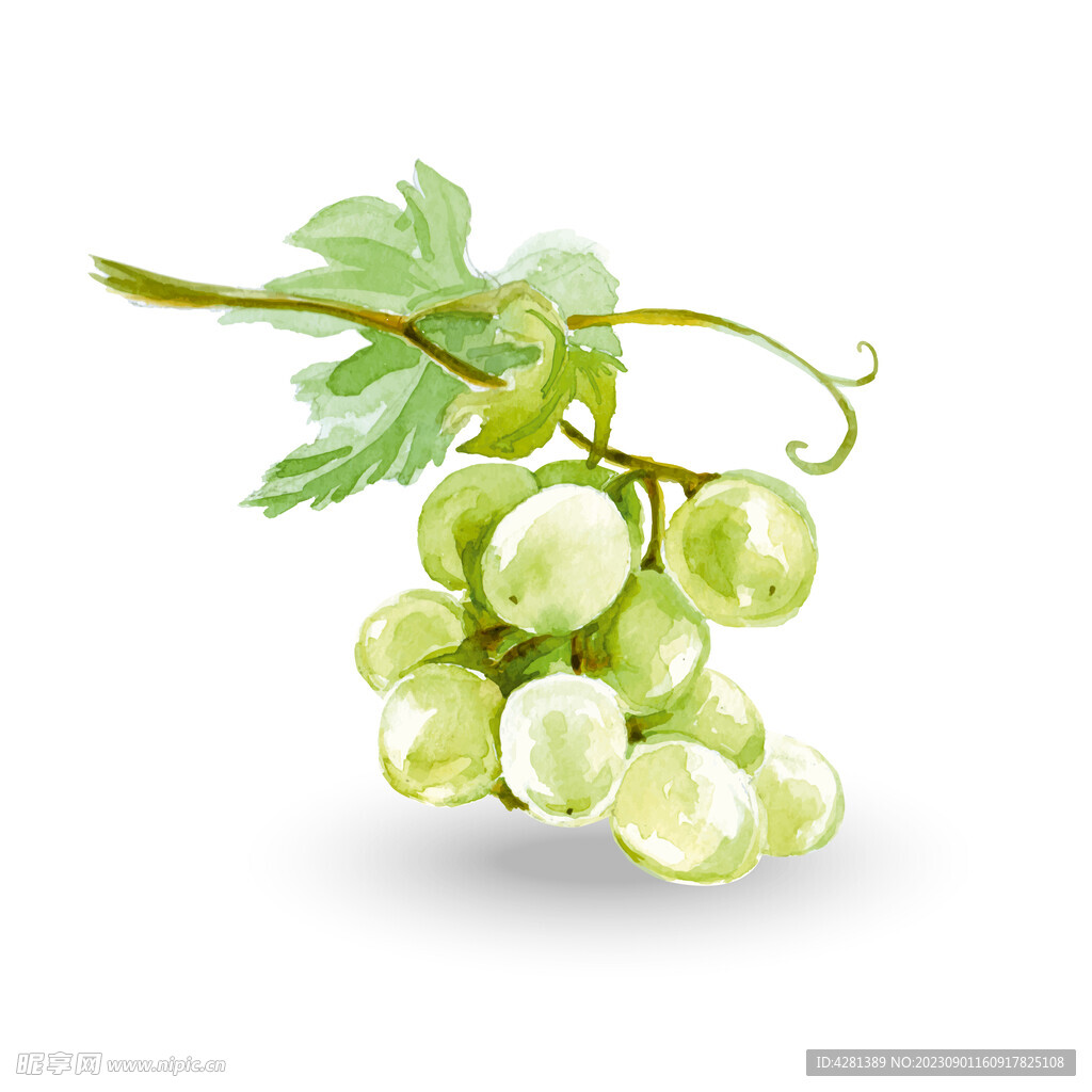 晴王葡萄插画