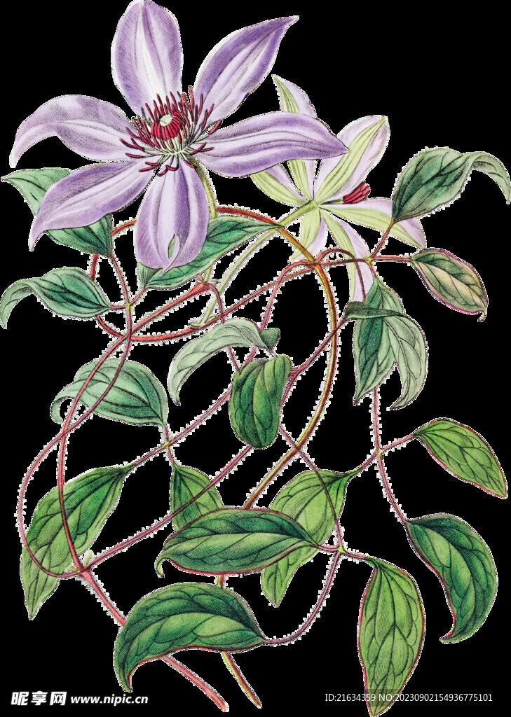 紫色花透明背景图片