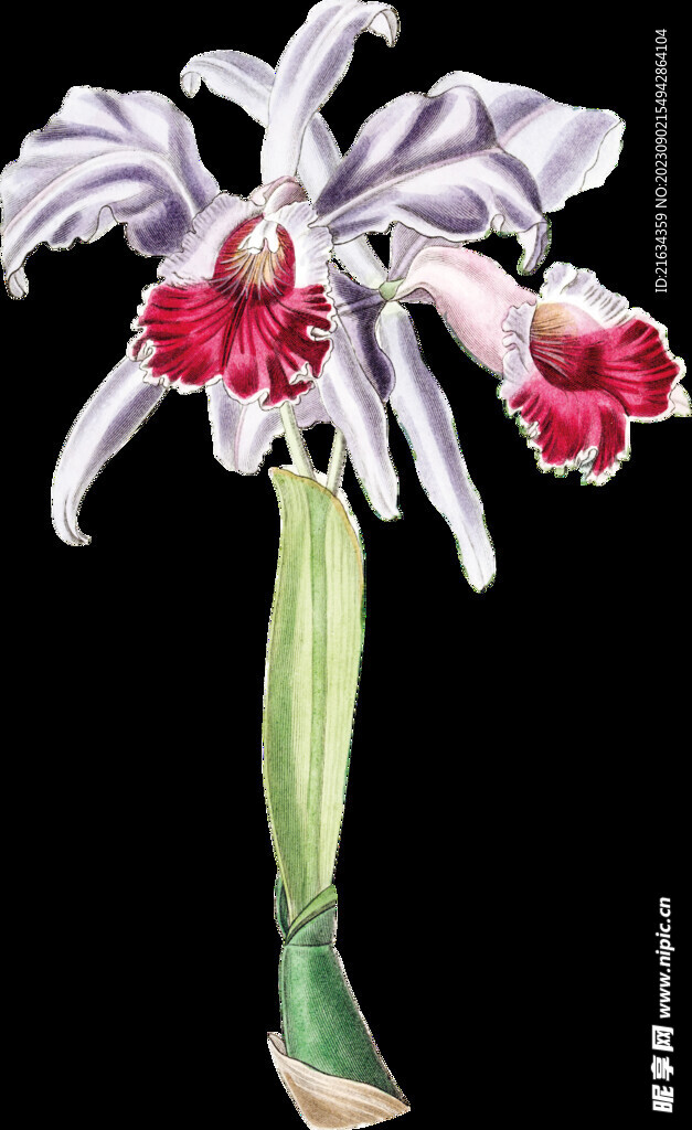 百合花白色花透明背景图片