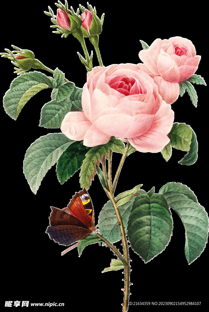 牡丹花透明背景图片