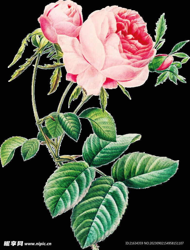 牡丹花透明背景图片