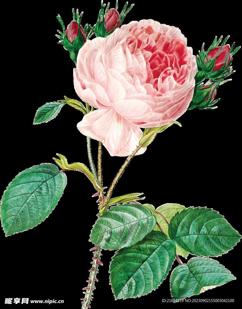 牡丹花透明背景图片