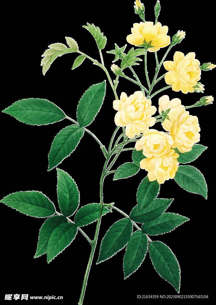 黄色花透明背景图片