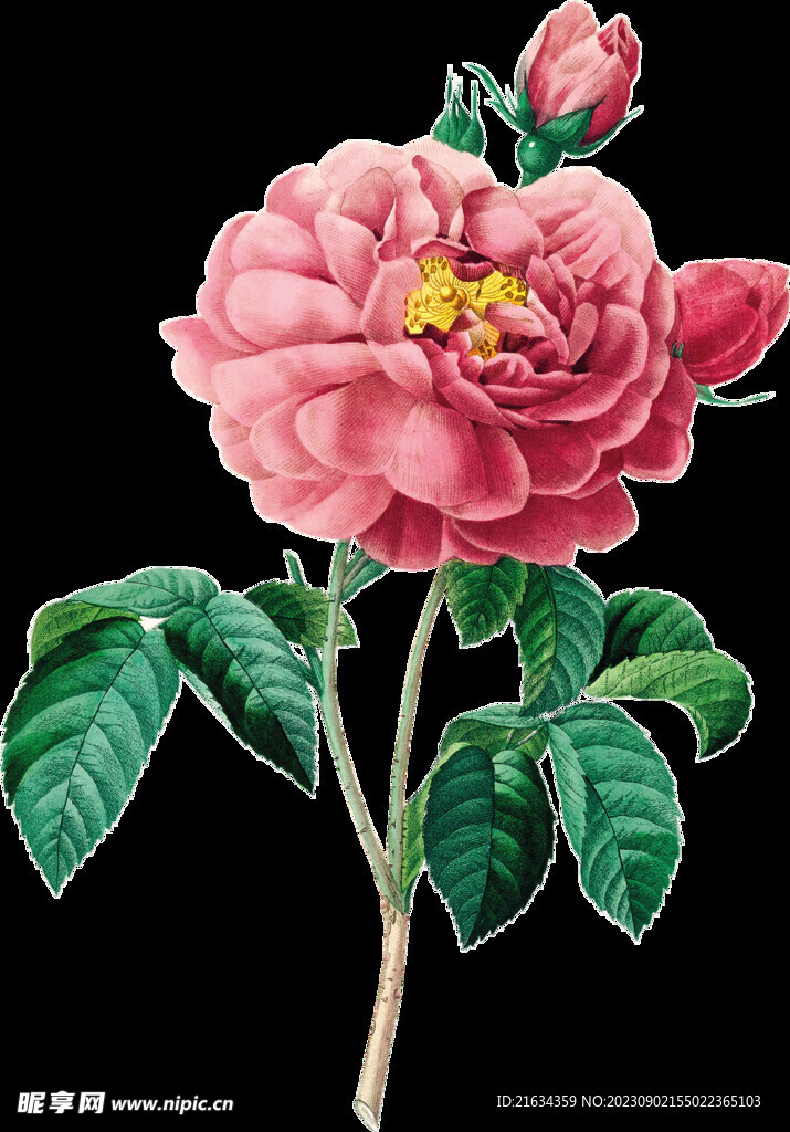 牡丹花透明背景图片