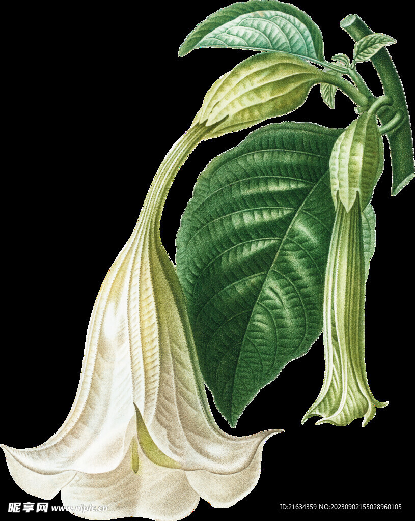 百合花喇叭花透明背景图片