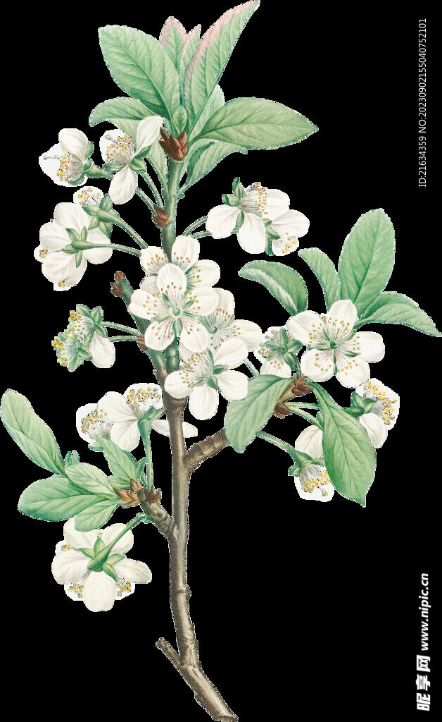 小白花透明背景图片