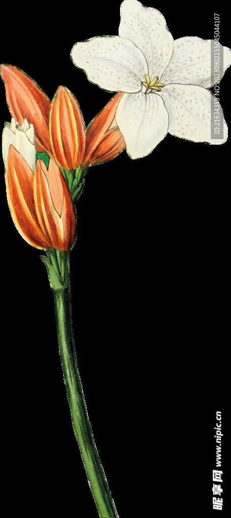 百合花透明背景图片